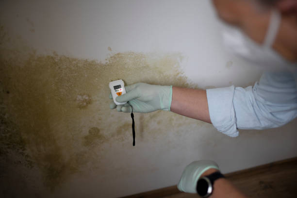 Best Mold Testing  in Pecatonica, IL